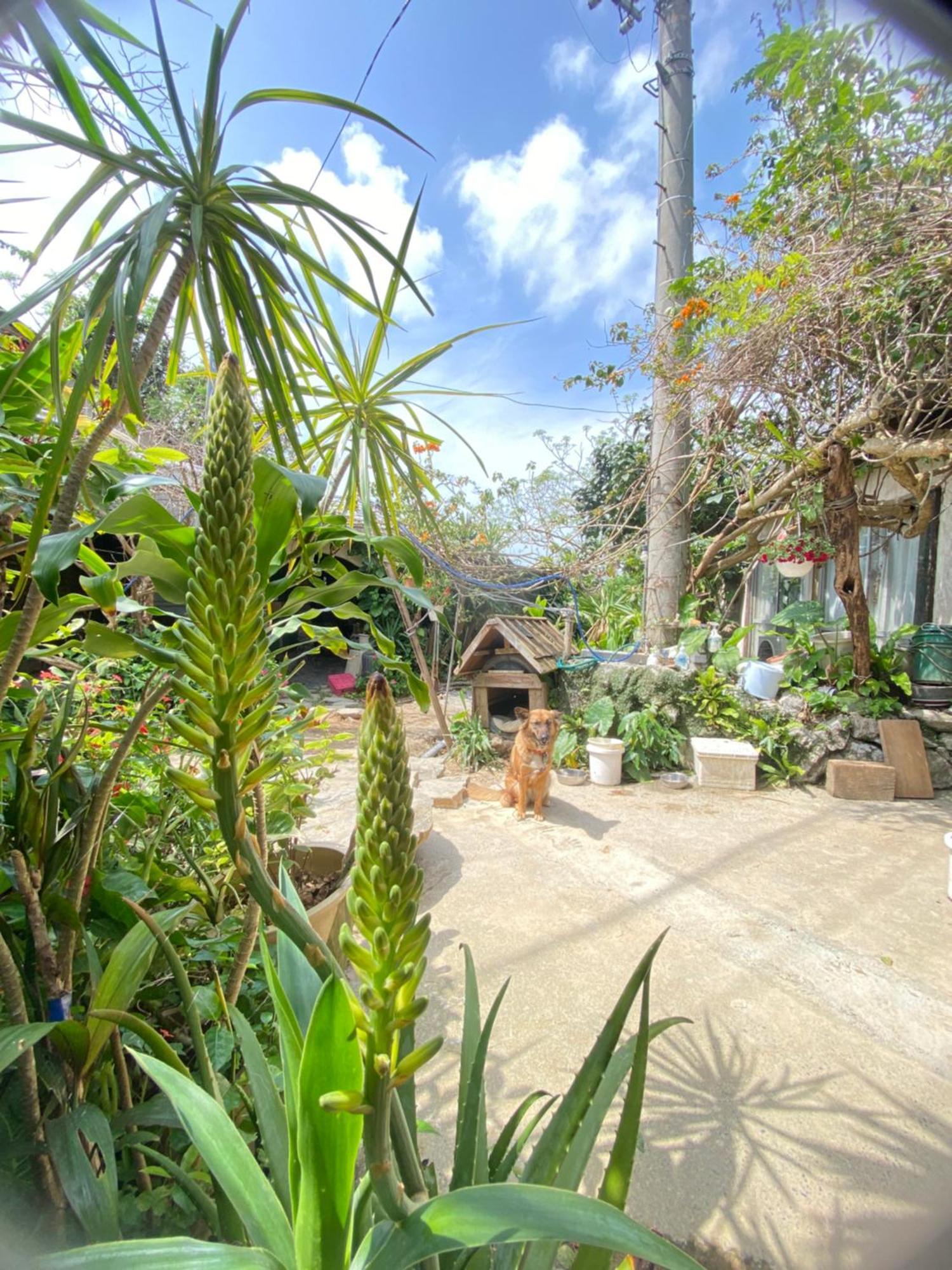 Villa Muumin Farm Nakijin Exterior foto
