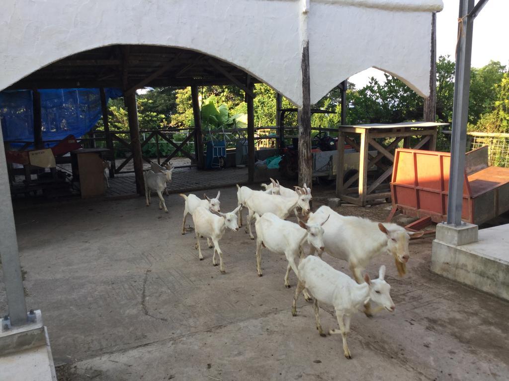 Villa Muumin Farm Nakijin Exterior foto